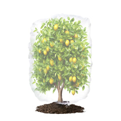 72 in. H x 72 in. W in Bird Netting Insect Barrier Garden Plant Cover Shape Bag with Rope, White